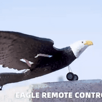 RC Eagle For Kids